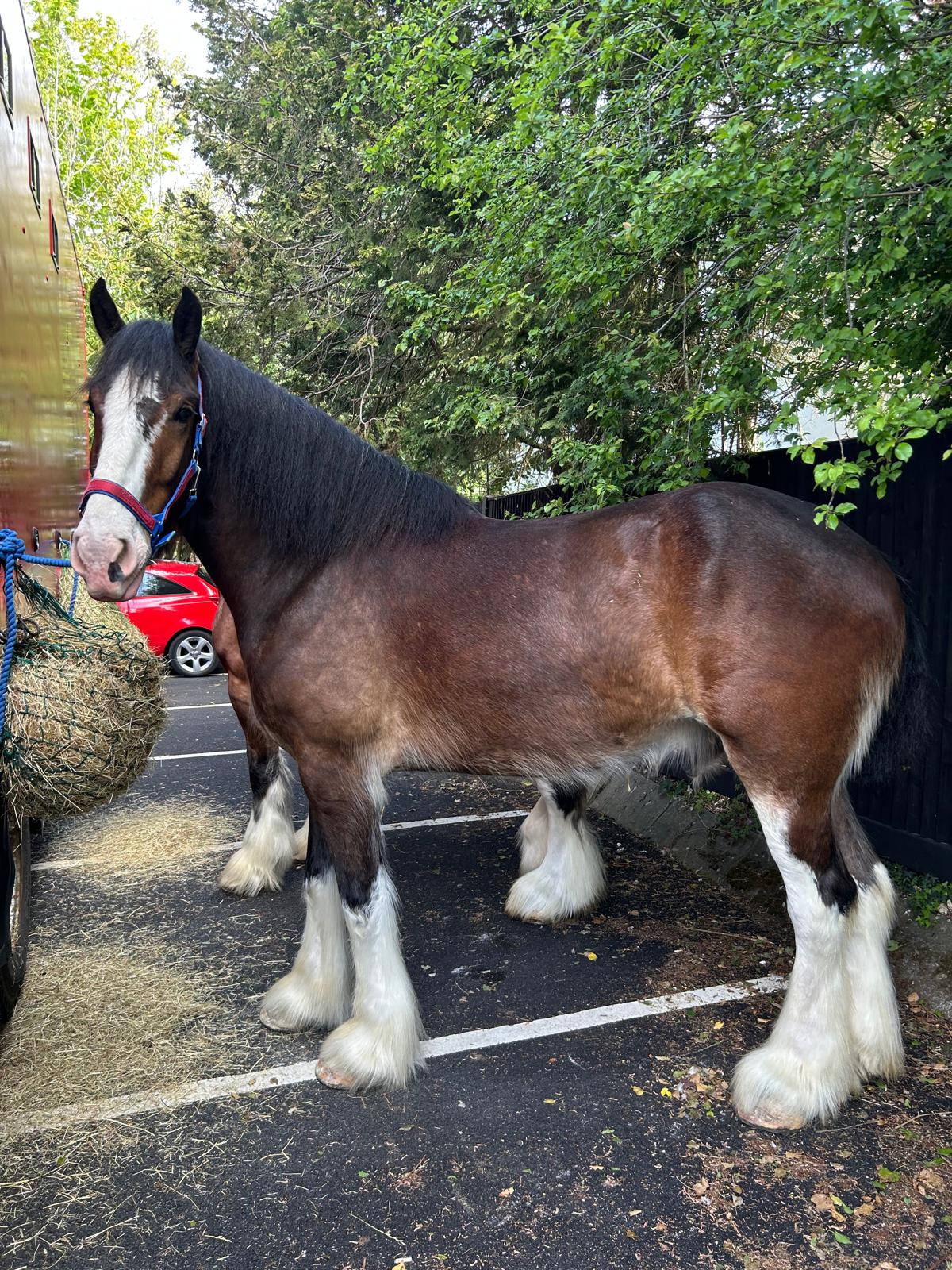 Horse training session